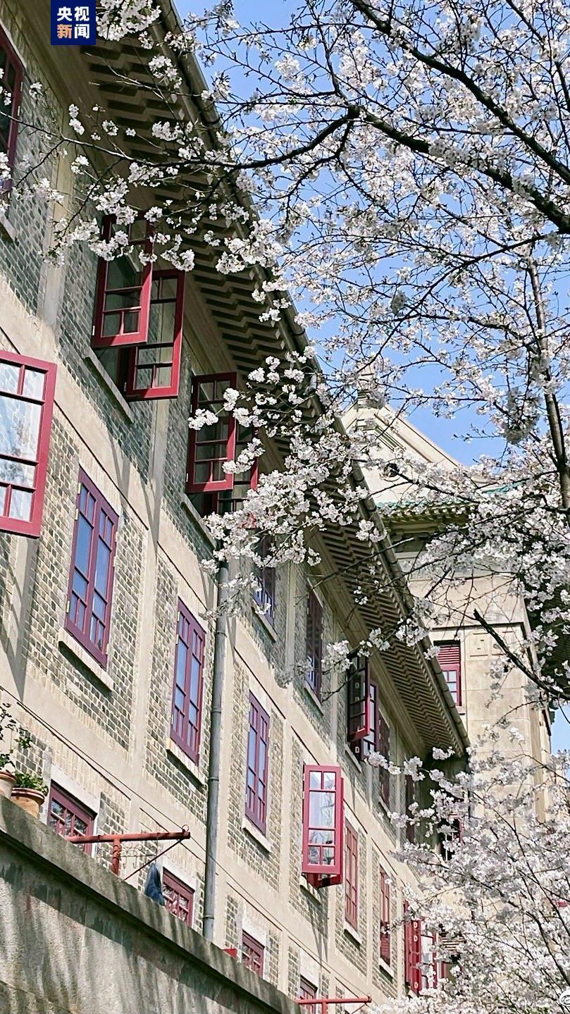 湖北珞珈山再续"樱花之约"_腾讯新闻