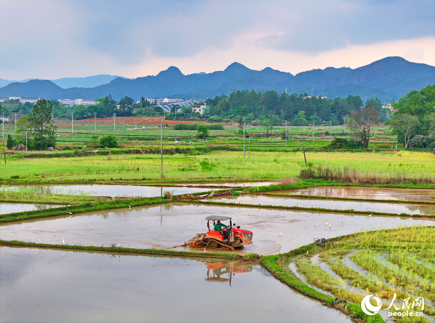 赣州市会昌县周田镇,农户在田间进行犁田,插秧作业.