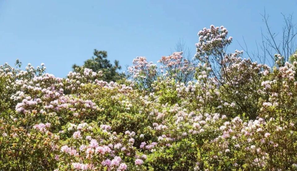 推荐 | 来乌当 ,赏人间最美四月天