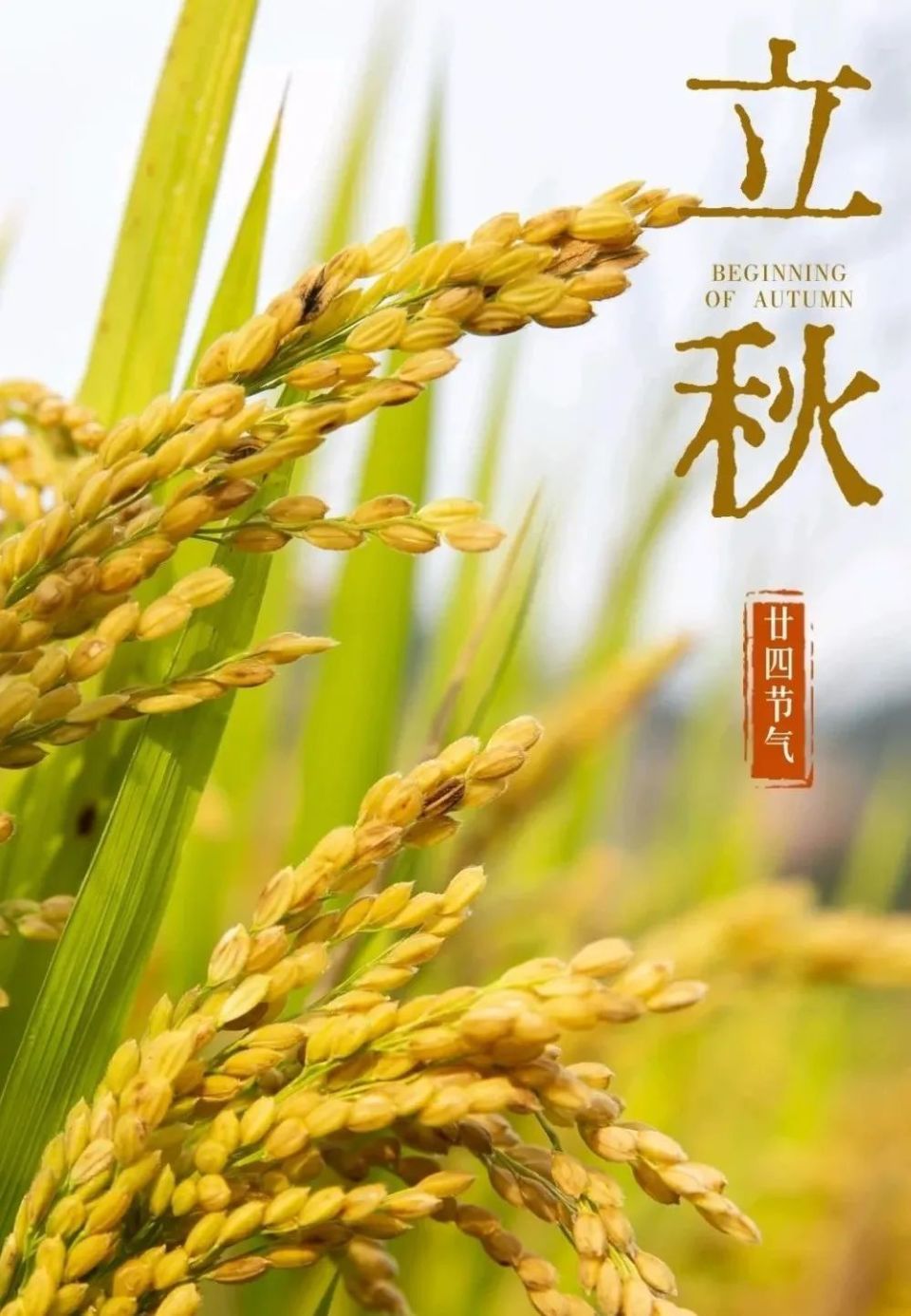 今日立秋|秋风起,丰收之序曲轻启