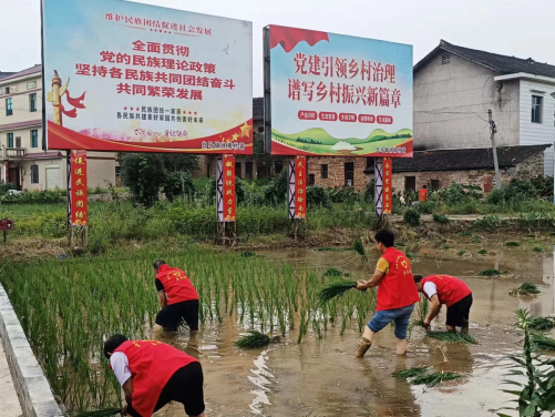 涟源市白马镇新时代文明实践志愿者在田间开展志愿红主题党日活动