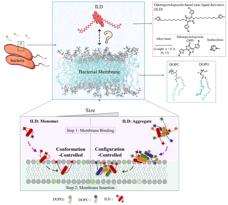 液体基怎么抗菌苏州大学杨凯教授／松山湖材料实验室元冰研究员《ACS Nano》：破解离子液体衍生物抗菌机制_https://www.jmylbn.com_新闻资讯_第2张