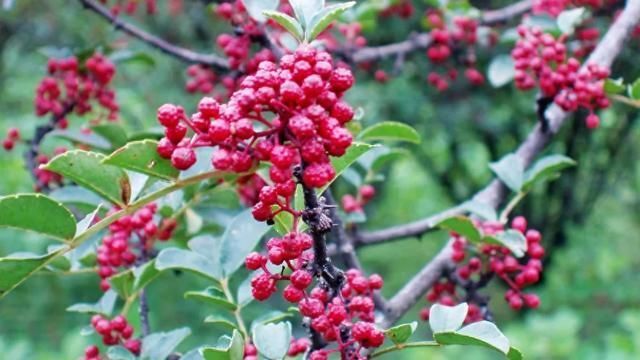 外用皆可的良药,在秋冬季合理使用花椒,还有很好的防病避病功效