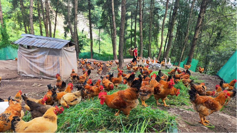 永阳街道龙爪村:林下养鸡奏响致富曲