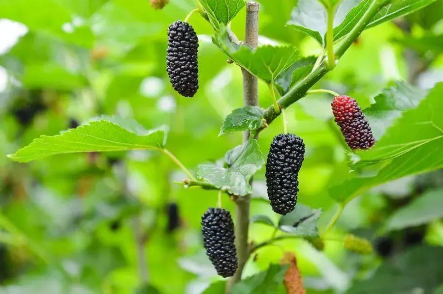 良食专栏 | 清明节,是重新认知传统中国饮食智慧的机会_腾讯新闻