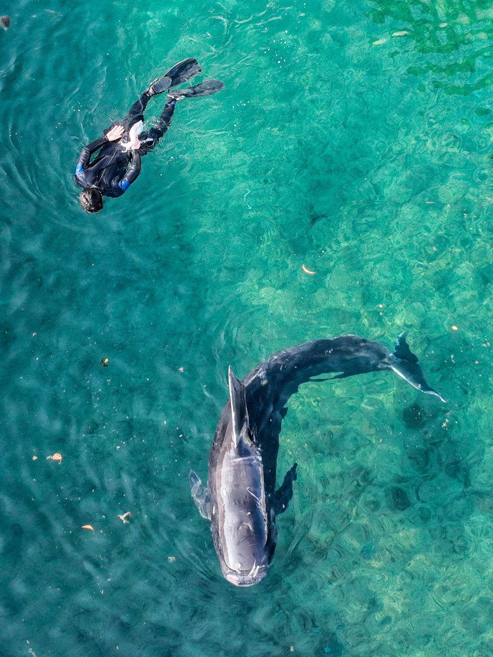 图集|历时145天,被救助短肢领航鲸"海棠"回归大海