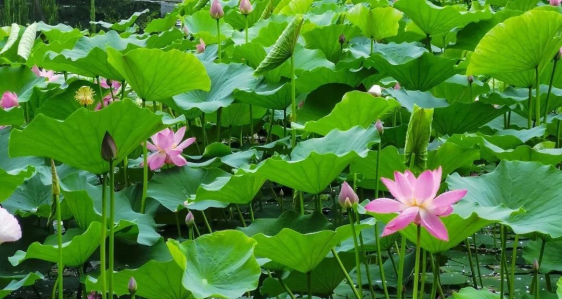 碧桂園溼地公園05蕪湖市萬春西路與陽瀚路交叉口東南清秀裡又透露出一