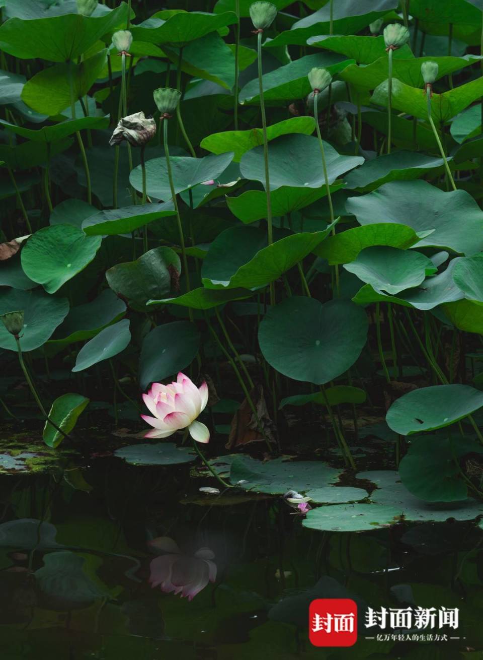 菏花照片图片