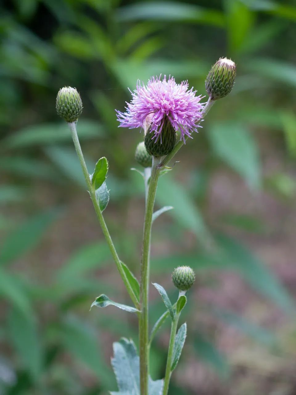 它中文名中的"蓟(jì)"指的是菊科蓟属植物,因其最早在该类植物杀被
