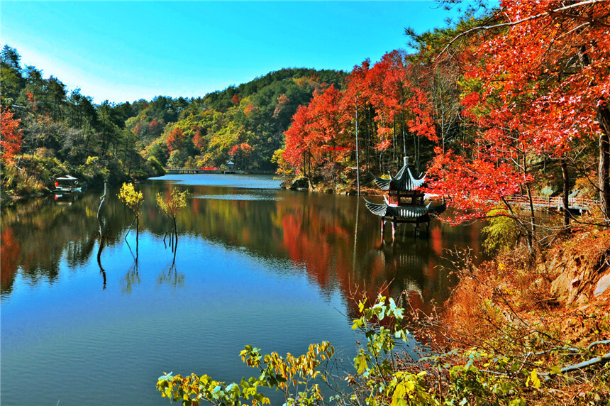湖北黄陂十里红叶醉游人
