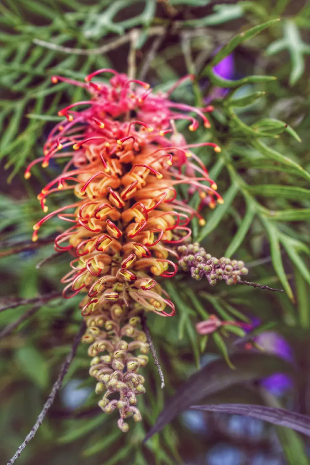 云南省临沧市楼前庭院红花银桦逢秋绽放芳华 花期持久绵长寓意吉祥