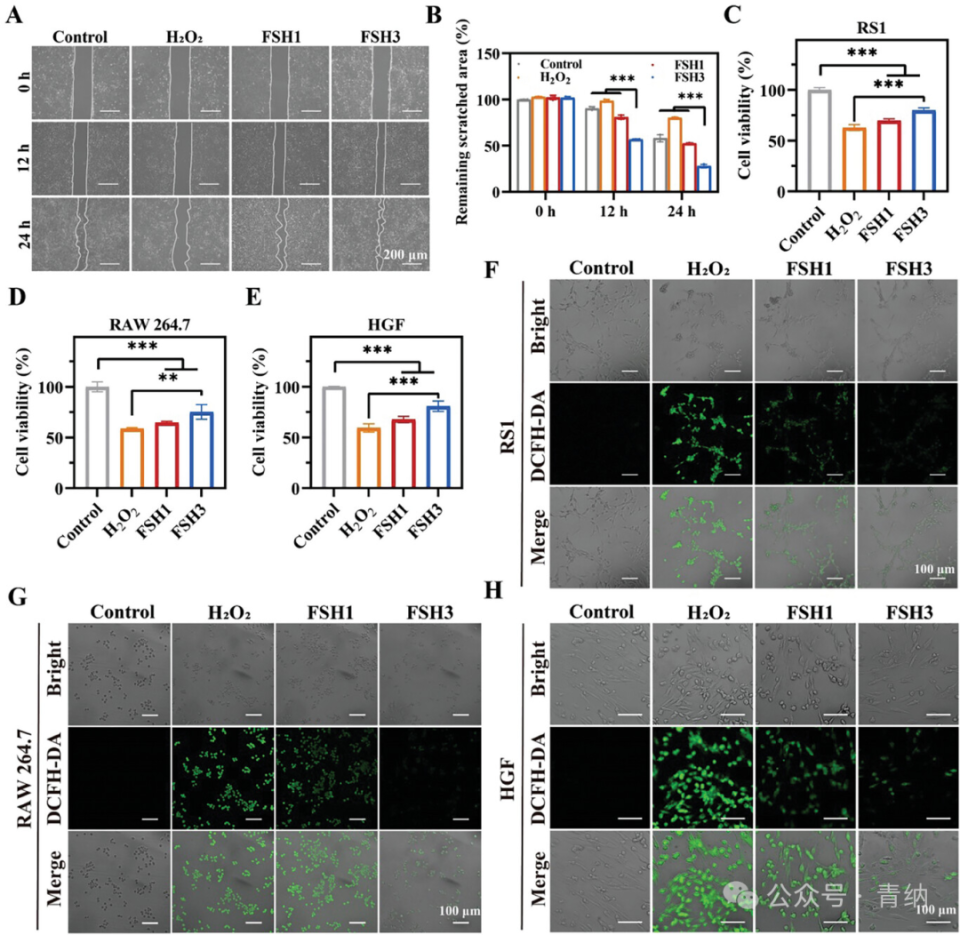 抗菌水凝胶怎么操作《Adv. Sci.》强黏附愈合紫草素水凝胶的糖尿病口腔溃疡治疗新方案！_https://www.jmylbn.com_新闻资讯_第6张
