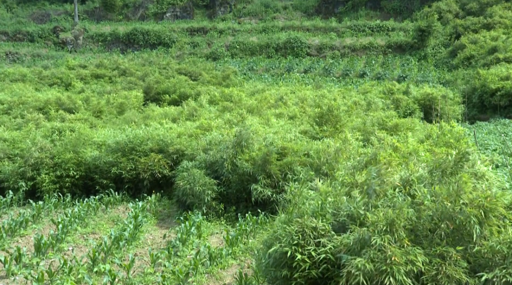 常见绿化竹子品种
