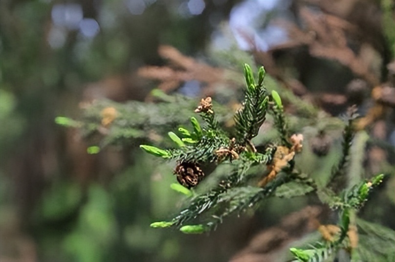 石楠也正式进入初花期,现在主要致敏植物种类为柳树,桑树,松树,圆柏属