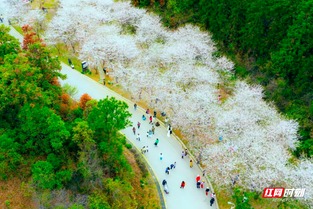 好评中国丨怀化:落"樱"缤纷!鹤城中坡山这场"樱花雨"美极了
