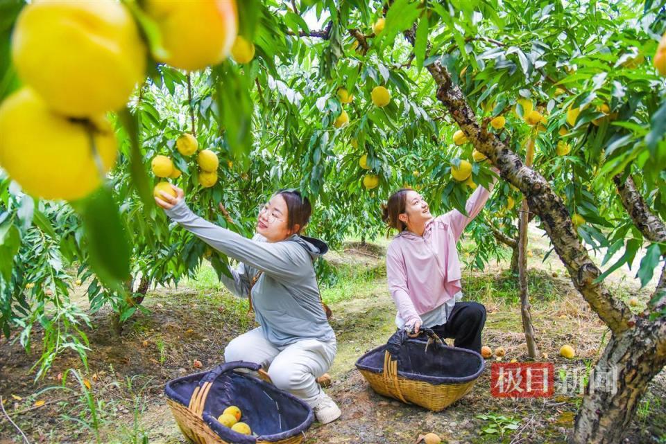 三湖黄桃"破圈"突围,湖北江陵把黄桃试种到新疆伊犁河谷