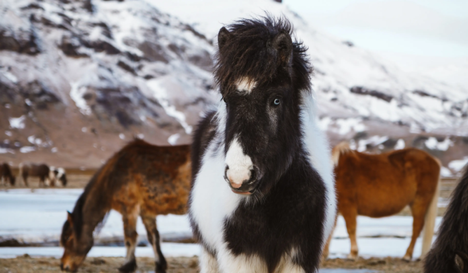 很多来到冰岛的人都会关注到它,可谓是冰岛农场动物中知名度最高的了