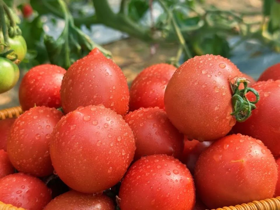 宝山的小番茄新鲜上市