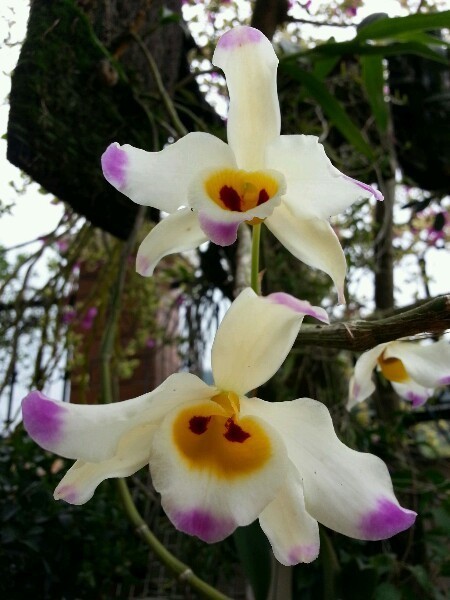 石斛中的美花石斛,你知道吗?_腾讯新闻