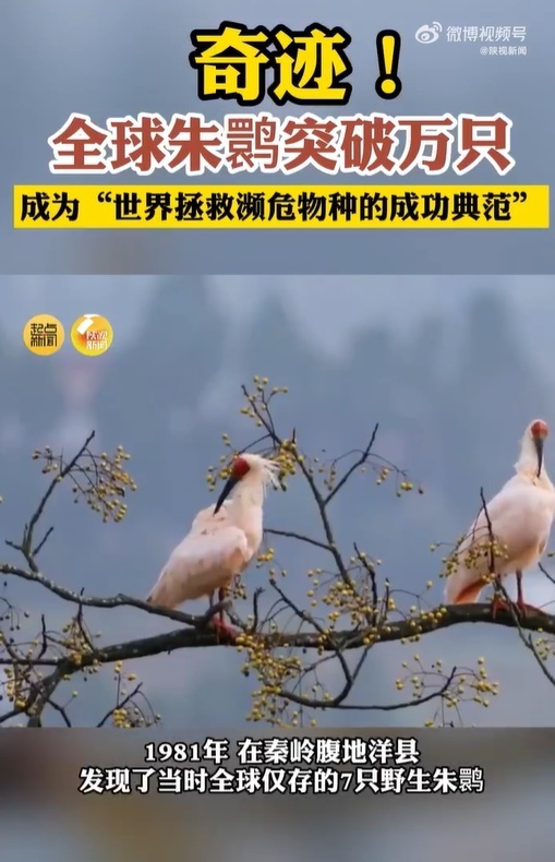 奇迹全球朱鹮数量2023年破万只