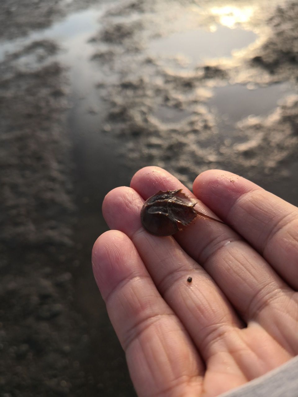 10月18日,直播寻找地球唯一"蓝血生物"——鲎!