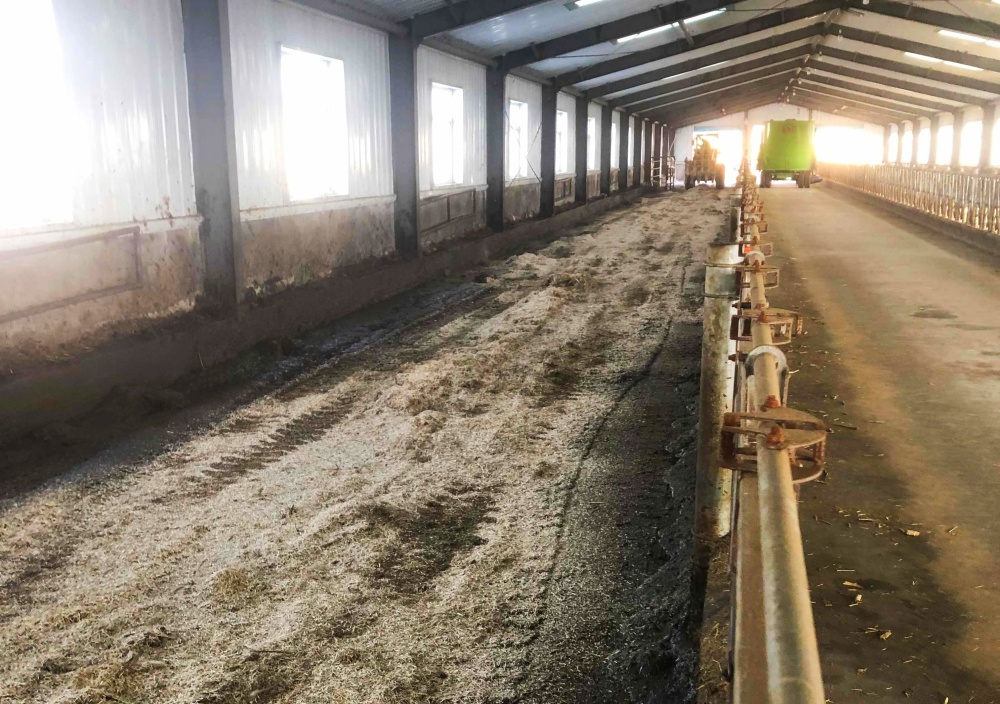 走进牛舍,赵晓川指着牛身下的垫料说:"这里用的是汉麻加工的副产品,与