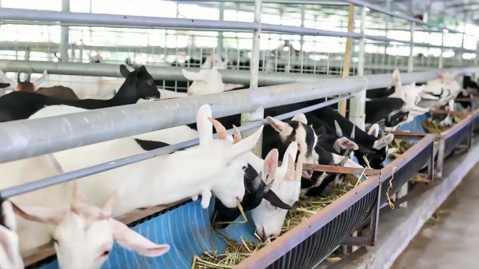 据介绍,这些进口的奶山羊有新圭山,阿尔卑斯和萨能