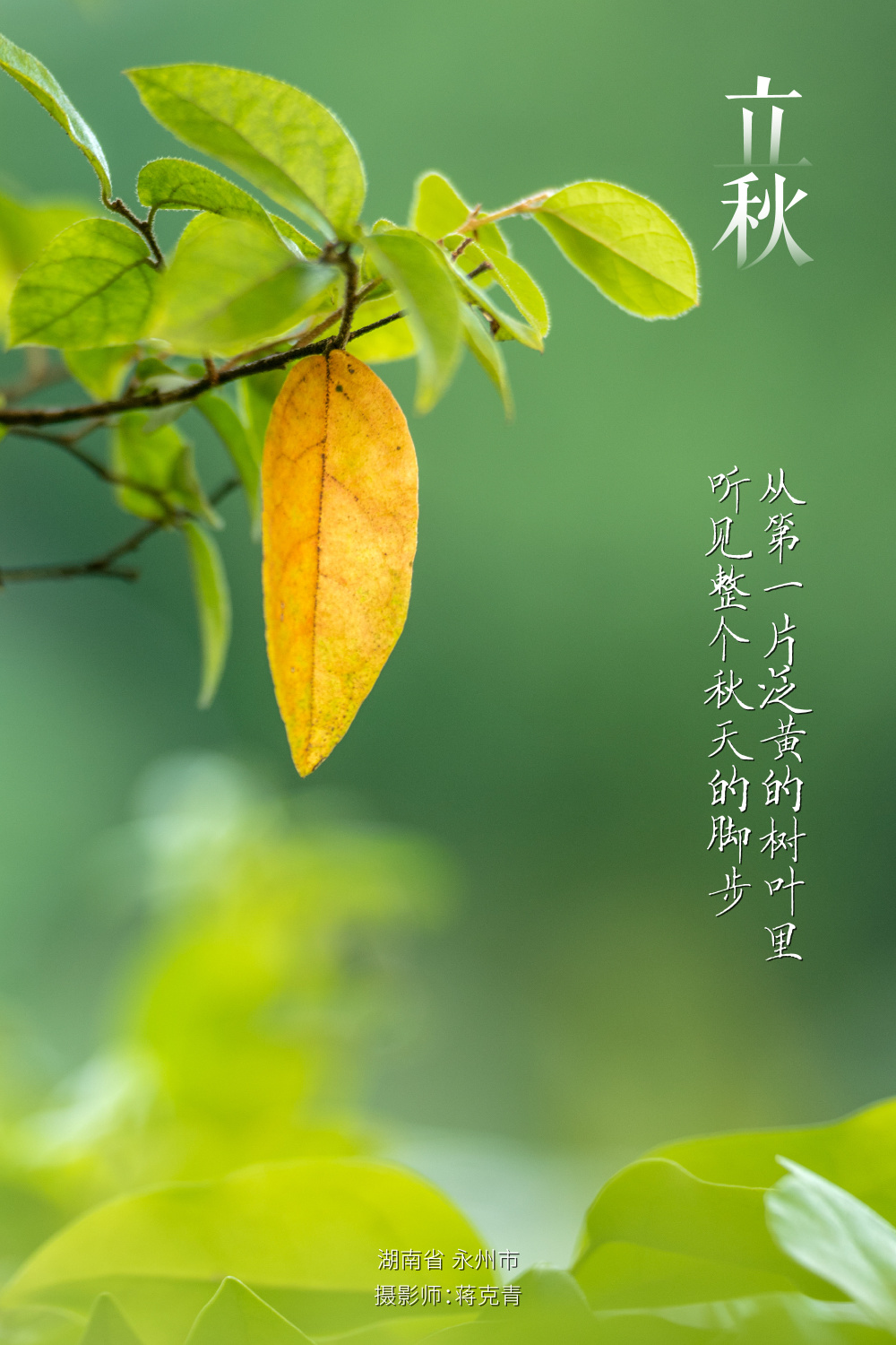 寻声·立秋 | 一叶知秋清凉意,俏立残荷待暑消