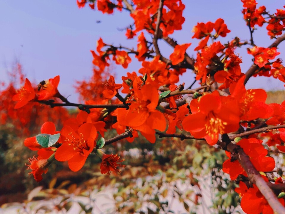 红梅花开照片图片