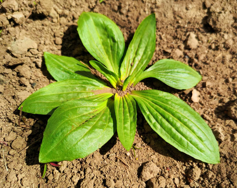 "车前草"是个宝,用它泡水喝,或能帮助解决4个问题_腾讯新闻