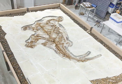河北发现完整热河生物群恐龙化石