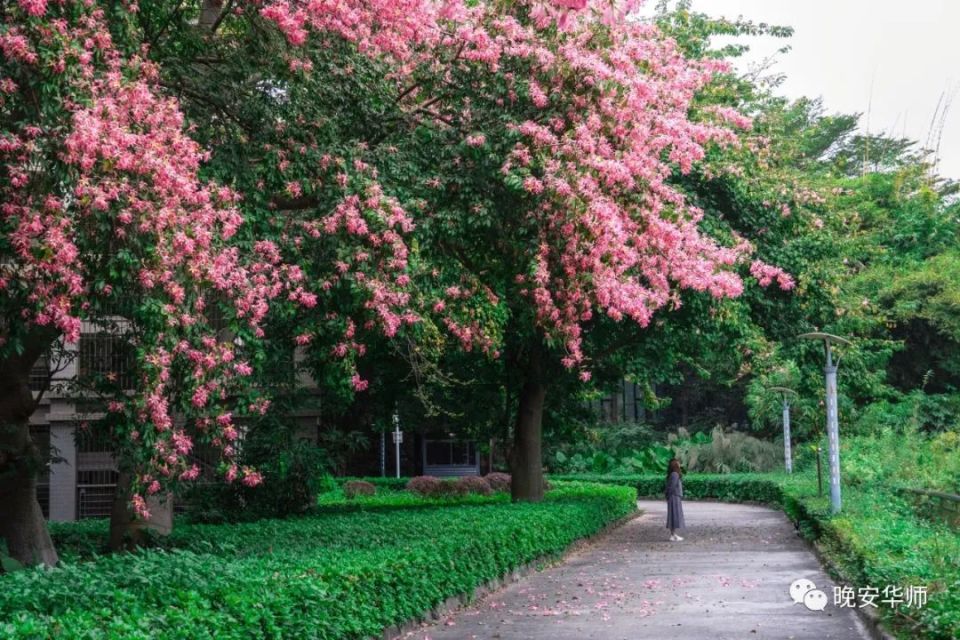 华师佛山校区图片