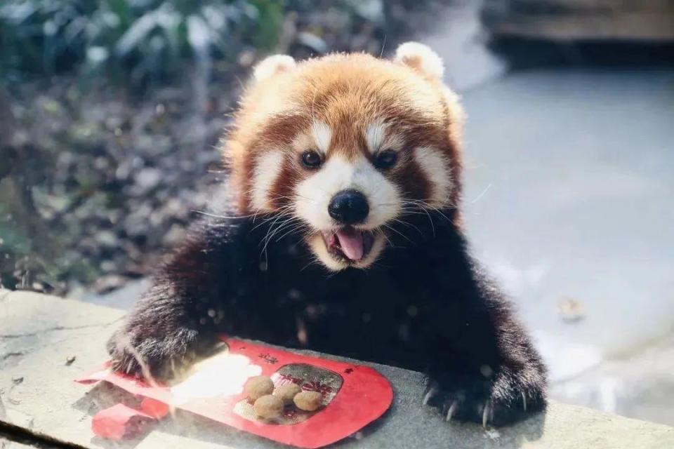 據成都動物園動管部工作人員楊瑞麟介紹,