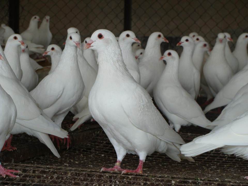 石岐鸽体形大,胸肉厚,肉质嫩滑爽口,且拥有独特的丁香风味,深受食客