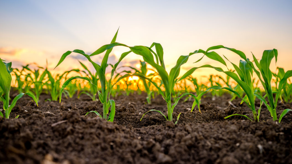 破解种业卡脖子难题我国生物育种产业化走到哪一步了