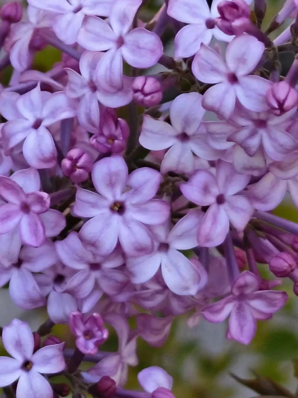 还想多学习一些丁香花的知识,专业知识更有助于他对丁香花品种的辨认