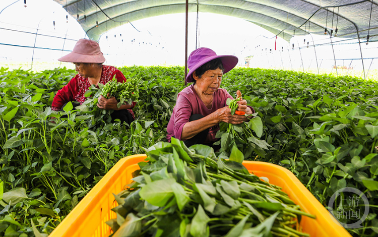 产业集群强乡村 蔬菜收获忙供应