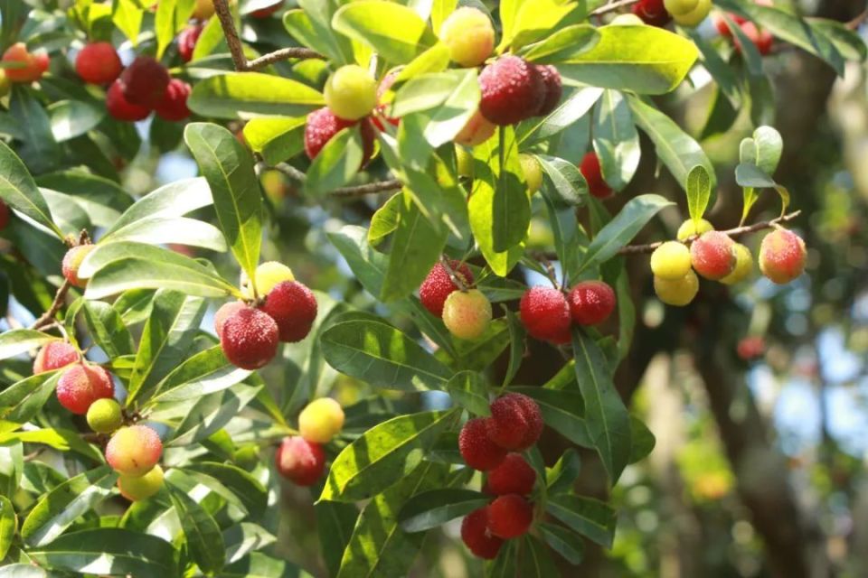 三台山杨梅熟了,快来采摘吧!