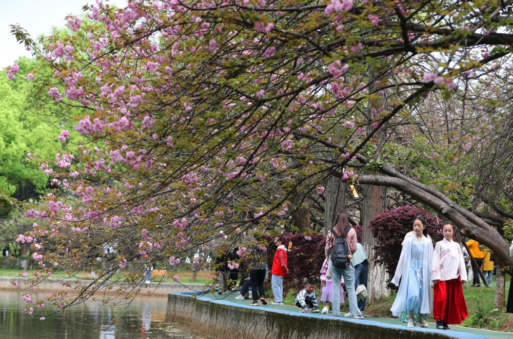 4月2日,在湖南省湘潭市,人們在湖南科技大學櫻花園裡遊玩賞花.