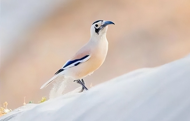 新疆生态好不好 鸟儿来投票