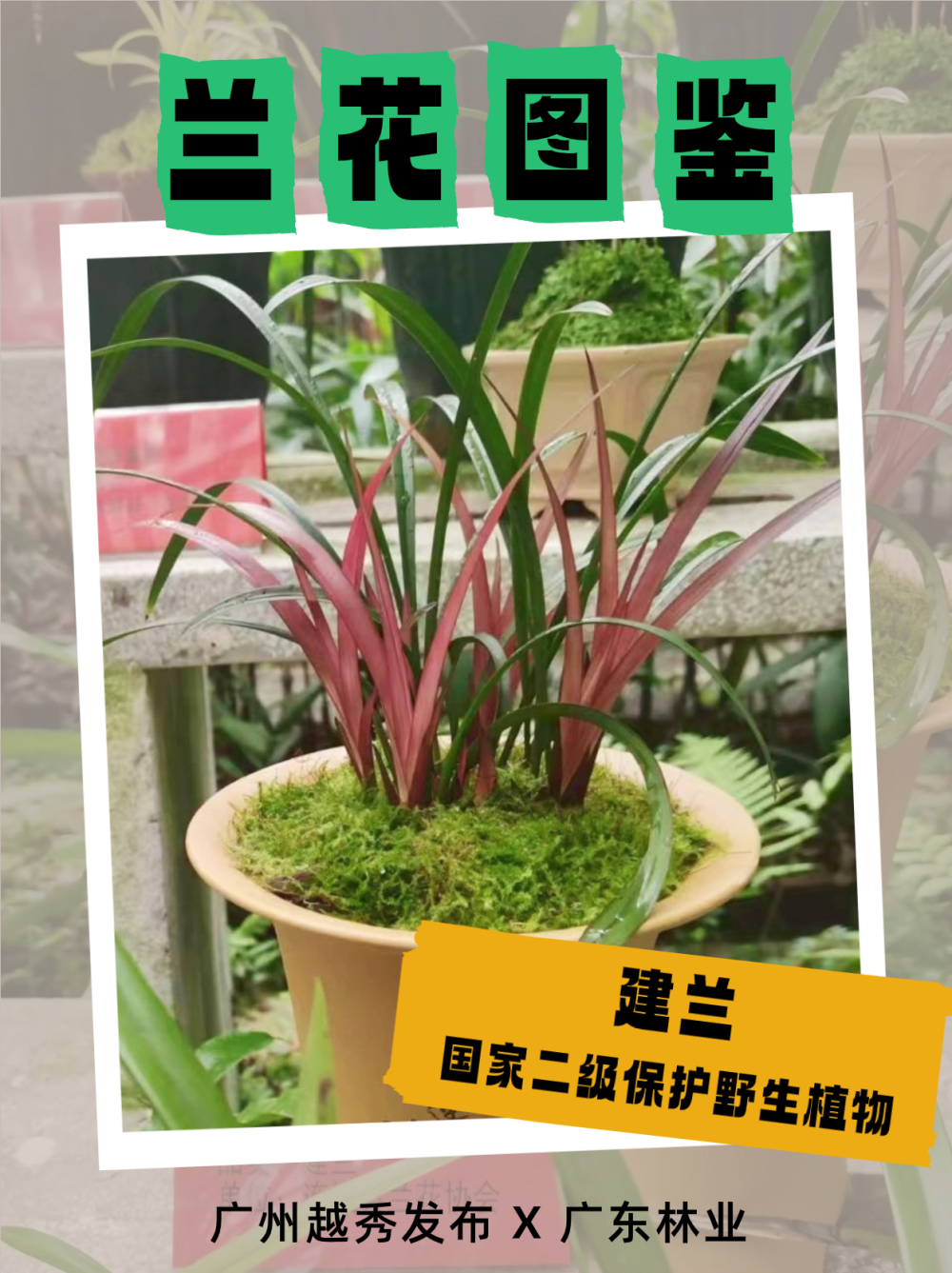 兰缘盛荟丨幽幽兰香,收好这份赏兰指南_腾讯新闻