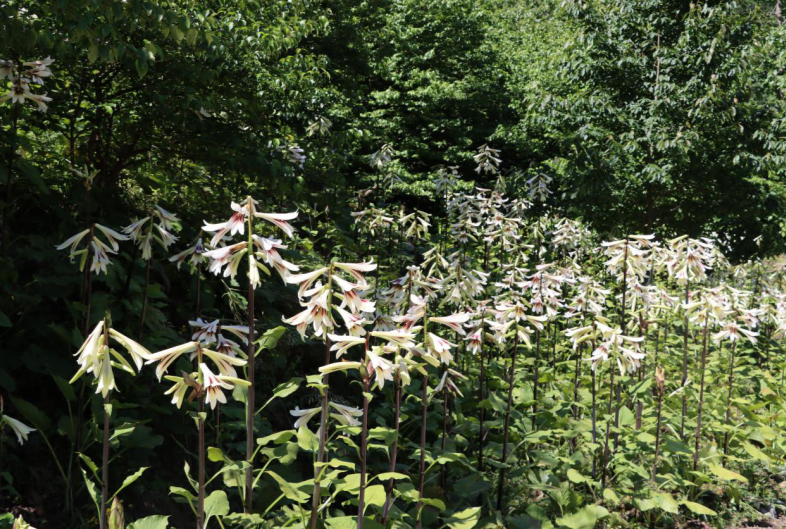 林下套种,资源优势不断彰显."大叶百合属典型的阴性植物,喜阴湿环境.
