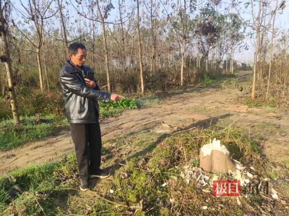 公司與鄉政府簽約建生態林幾年後鄉政府派人砍樹稱其違法佔用耕地