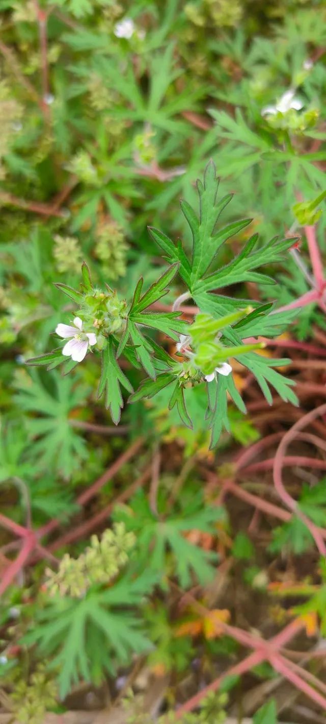 万物有灵 | 长嘴鸟发现秘密——老鹳草