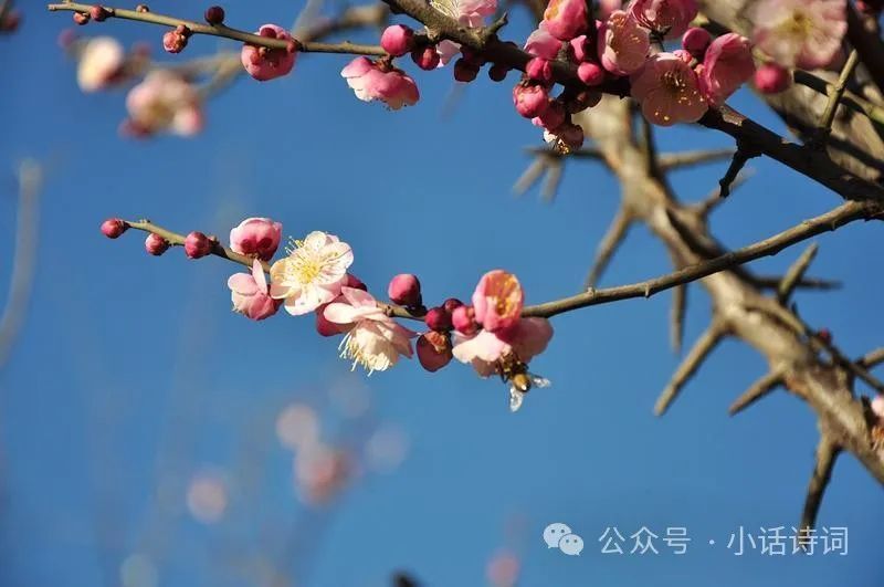 情趣内衣 竹林七锅：山上的美味之旅，陆任与 Evelyn 的美食故事