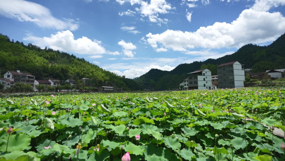 青田方山荷花基地图片