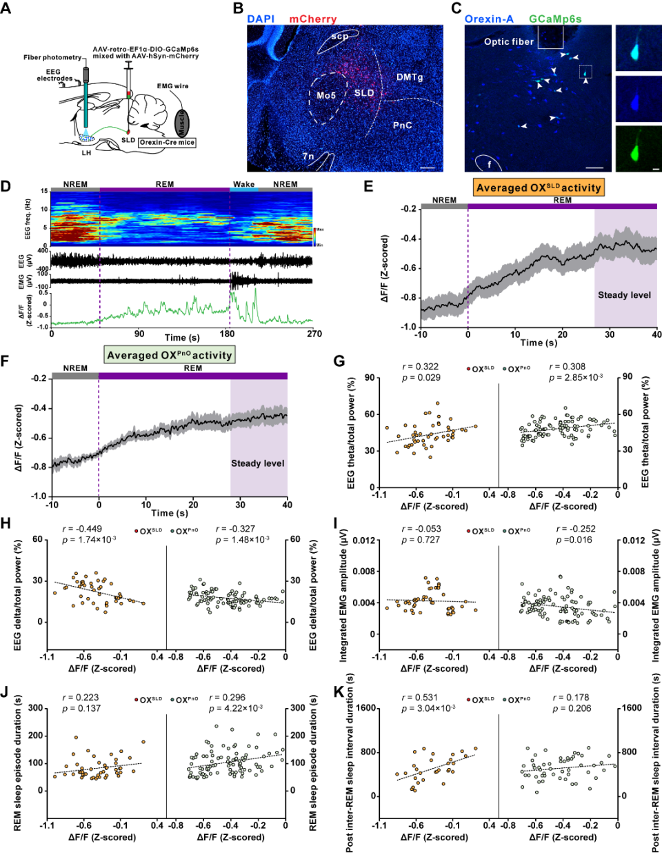 睡眠核团[13]——pno脑区投射的orexin神经元(oxpno神经元)的钙活动