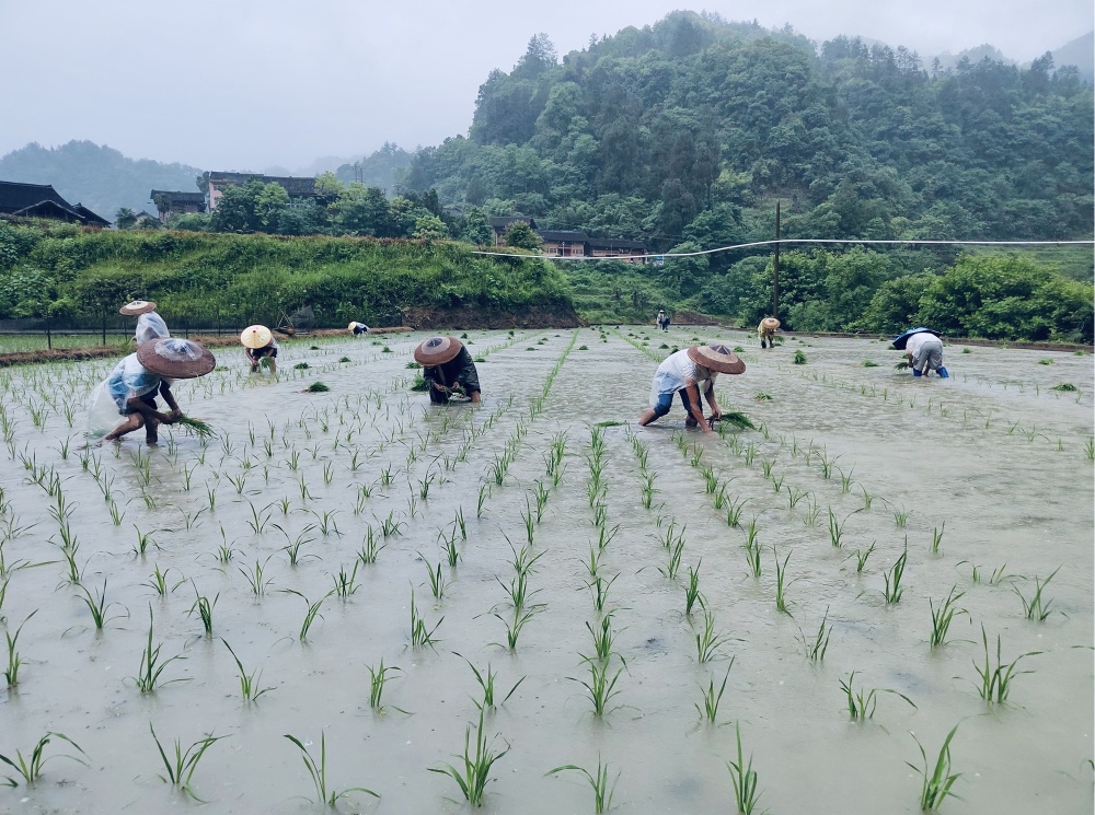 贵州镇远:不误农时插秧忙万亩水田着绿裳