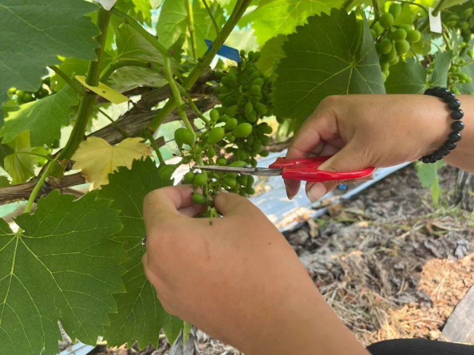 施泉葡萄即将上市!价格同去年持平