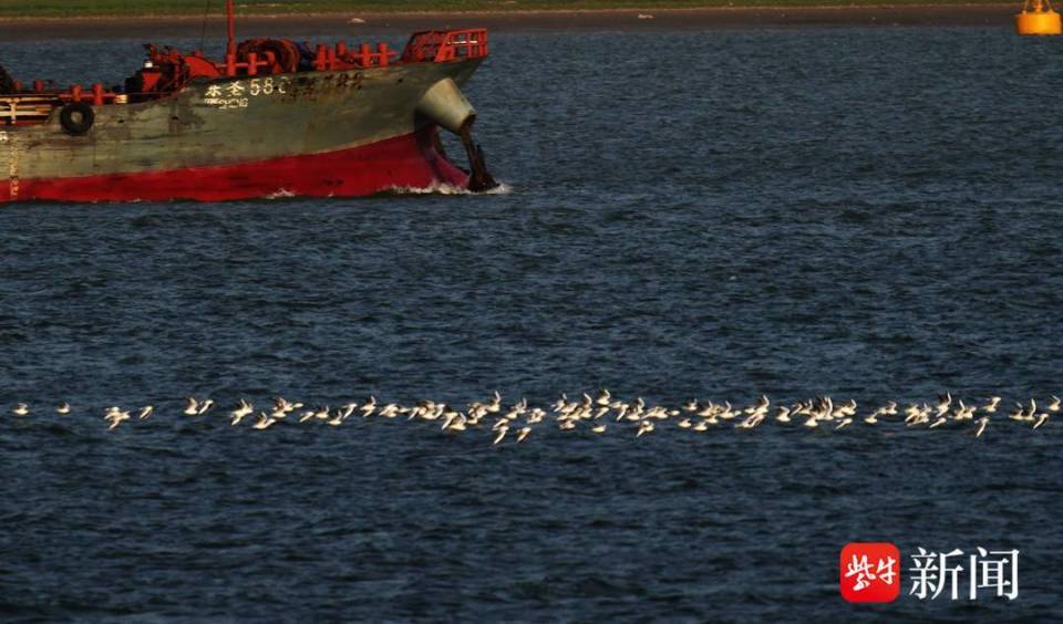 南京长江上,成群江鸥迎风翱翔